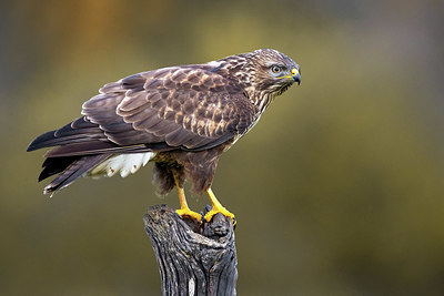 BUITEN BEELD Foto: 405301
