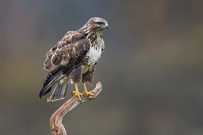 BUITEN BEELD Foto: 405305