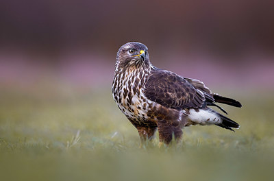 BUITEN BEELD Foto: 405306