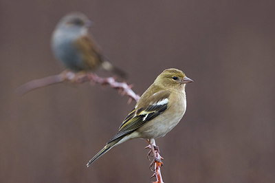 BUITEN BEELD Foto: 405310