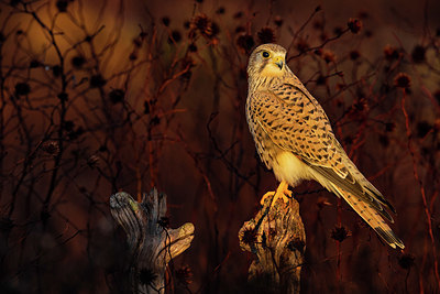 BUITEN BEELD Foto: 405320
