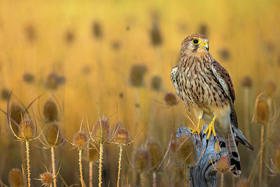 BUITEN BEELD Foto: 405322