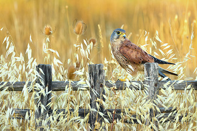 BUITEN BEELD Foto: 405326