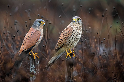 BUITEN BEELD Foto: 405333