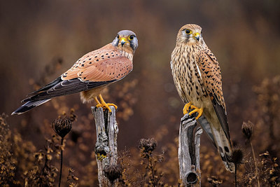 BUITEN BEELD Foto: 405336