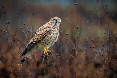 BUITEN BEELD Foto: 405338