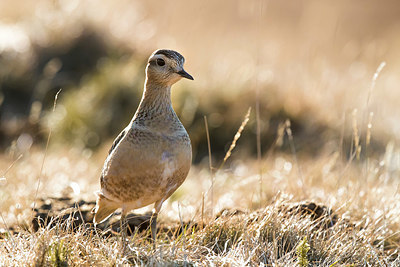 BUITEN BEELD Foto: 405362