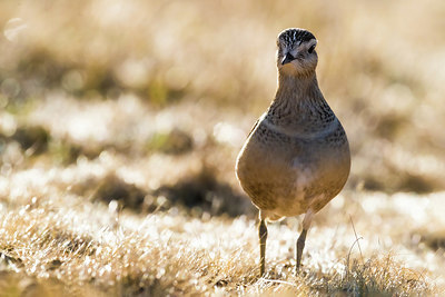 BUITEN BEELD Foto: 405363