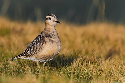 BUITEN BEELD Foto: 405367