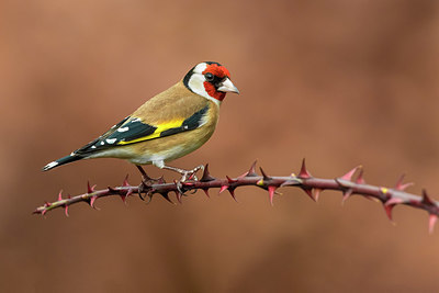 BUITEN BEELD Foto: 405377