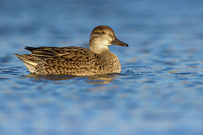 BUITEN BEELD Foto: 405399