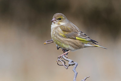 BUITEN BEELD Foto: 405422