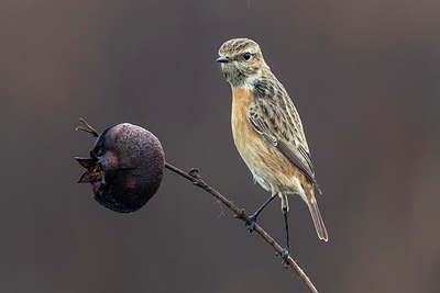 BUITEN BEELD Foto: 405434