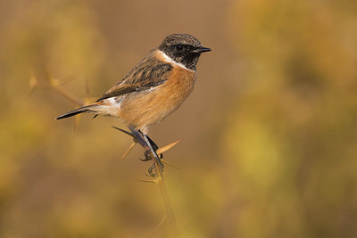 BUITEN BEELD Foto: 405437