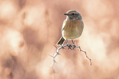 BUITEN BEELD Foto: 405439