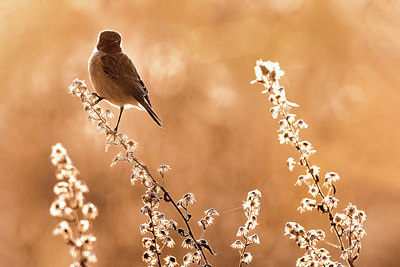 BUITEN BEELD Foto: 405441