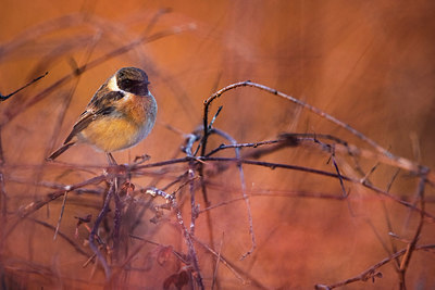 BUITEN BEELD Foto: 405444