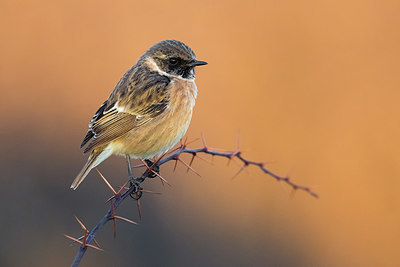 BUITEN BEELD Foto: 405446