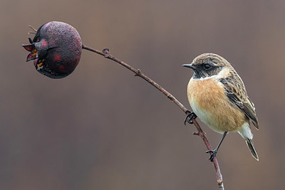 BUITEN BEELD Foto: 405450
