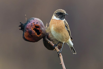 BUITEN BEELD Foto: 405455