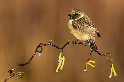 BUITEN BEELD Foto: 405458