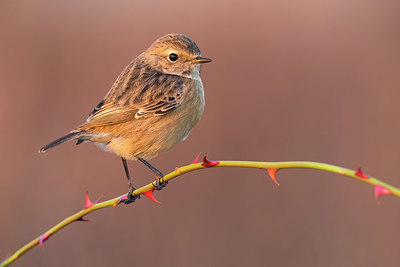 BUITEN BEELD Foto: 405460