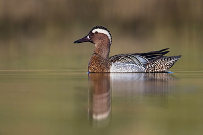 BUITEN BEELD Foto: 405468