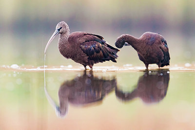 BUITEN BEELD Foto: 405473