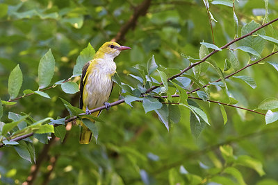 BUITEN BEELD Foto: 405478