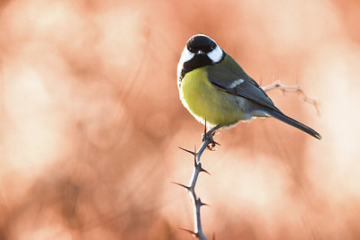 BUITEN BEELD Foto: 405487