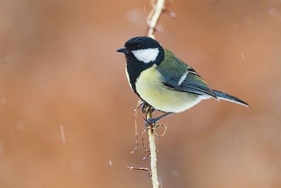 BUITEN BEELD Foto: 405488