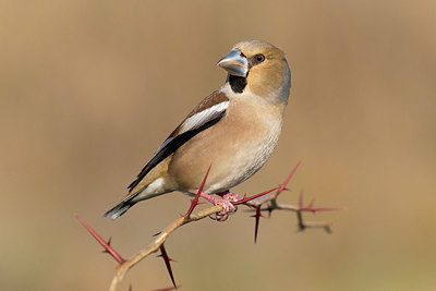 BUITEN BEELD Foto: 405503