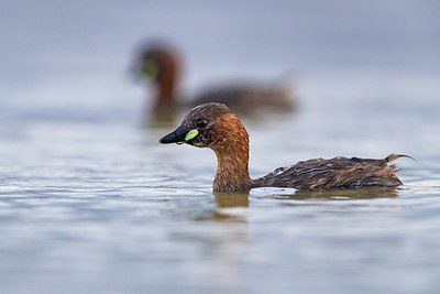 BUITEN BEELD Foto: 405513