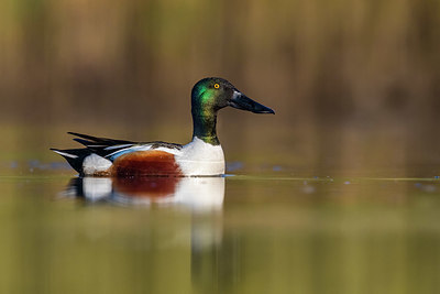 BUITEN BEELD Foto: 405521