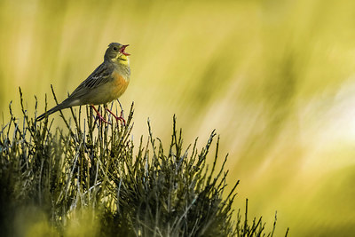 BUITEN BEELD Foto: 405524