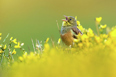 BUITEN BEELD Foto: 405527