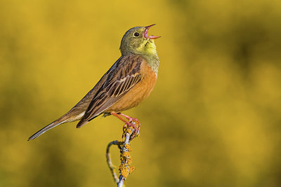 BUITEN BEELD Foto: 405529