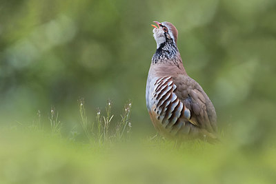 BUITEN BEELD Foto: 405537