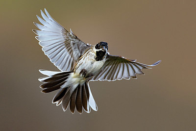 BUITEN BEELD Foto: 405548