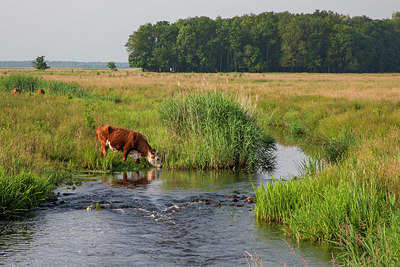 BUITEN BEELD Foto: 405552