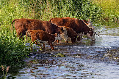 BUITEN BEELD Foto: 405559