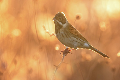 BUITEN BEELD Foto: 405560