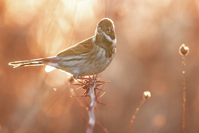 BUITEN BEELD Foto: 405562