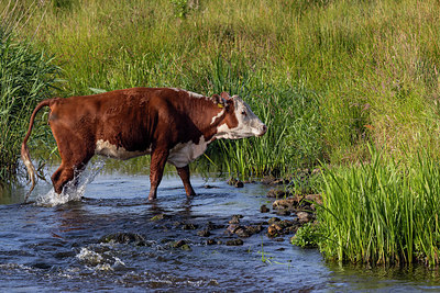 BUITEN BEELD Foto: 405563