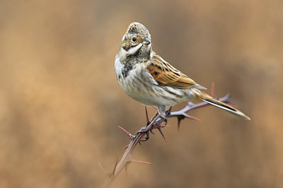 BUITEN BEELD Foto: 405564