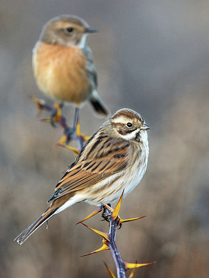 BUITEN BEELD Foto: 405565