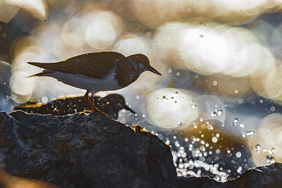 BUITEN BEELD Foto: 405571