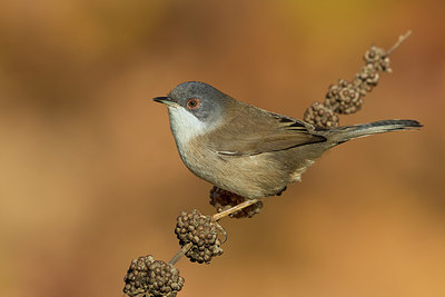 BUITEN BEELD Foto: 405575