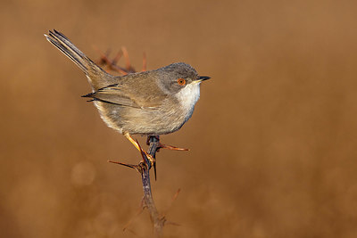 BUITEN BEELD Foto: 405581