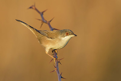 BUITEN BEELD Foto: 405589